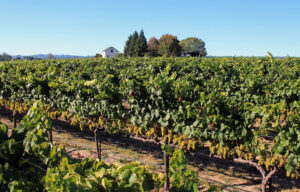 Vineyard Estate For Sale In Sonoma
