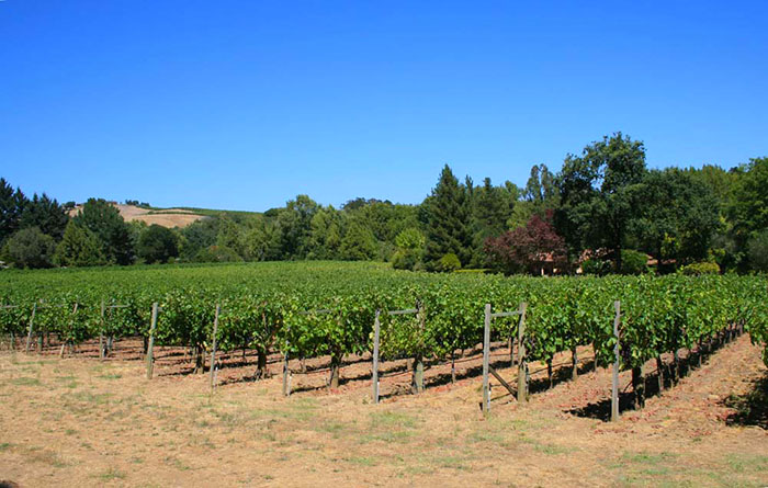 Buying A Vineyard? – A Short Course Guide To The Basics - Vintroux