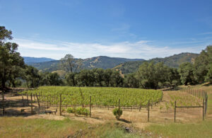 vineyards for sale in Saint Helena