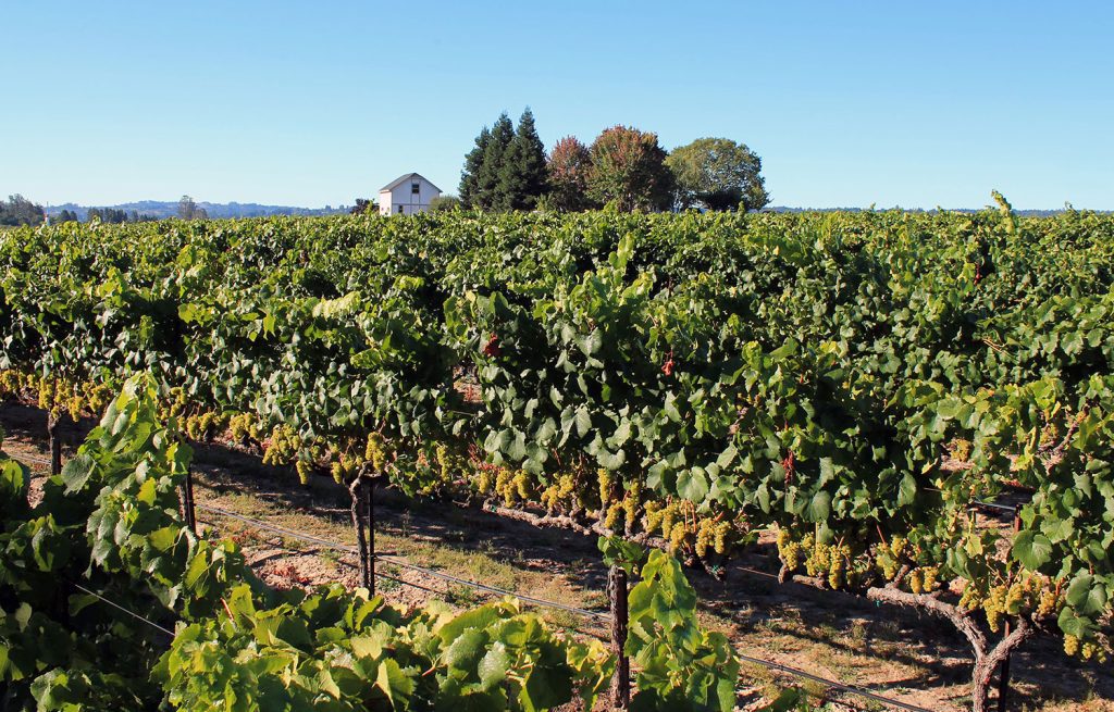 vineyard estate russian river valley sonoma county