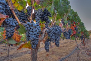 wine grapes at harvest