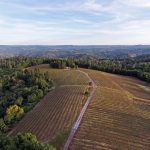 aerial-view-of-vineyard-california