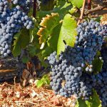 cabernet-sauvignon-wine-grapes-california
