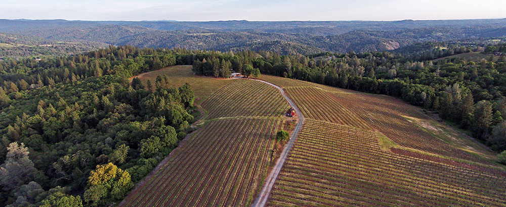 Premium Sierra Foothills Estate Vineyard & Winery