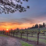 sunset-at-the-vineyard-california