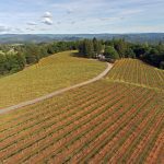 vineyard-winery-sierra-foothills