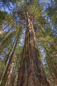 redwood, california, sonoma, coast, occidental