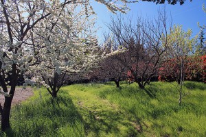 spring, california, petaluma, healdsburg, sonoma, napa, fruit tree, blossom