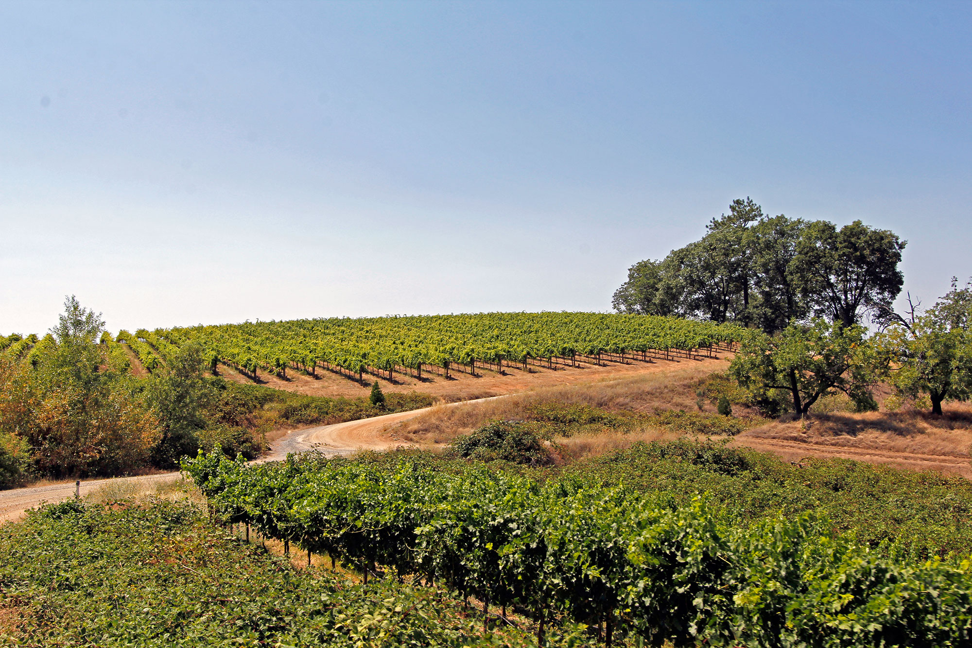 Upper Vineyard, Fair Play, Sierra Foothills, winery and vineyard for sale