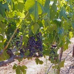 Premium Wine Grapes