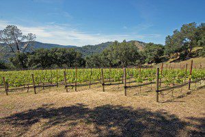 napa, napa valley, building site, real estate, views, for sale, vintroux, david ashcraft, vineyard
