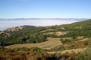 vineyard, wine, cabernet sauvignon, elevation