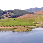 cabernet-sauvignon-vineyard-lake-napa-county