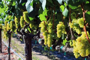 Napa and Sonoma Wine Grape Prices