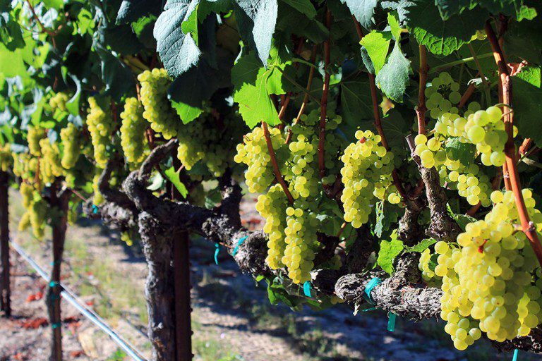Napa and Sonoma Wine Grape Prices 2016 Vintroux
