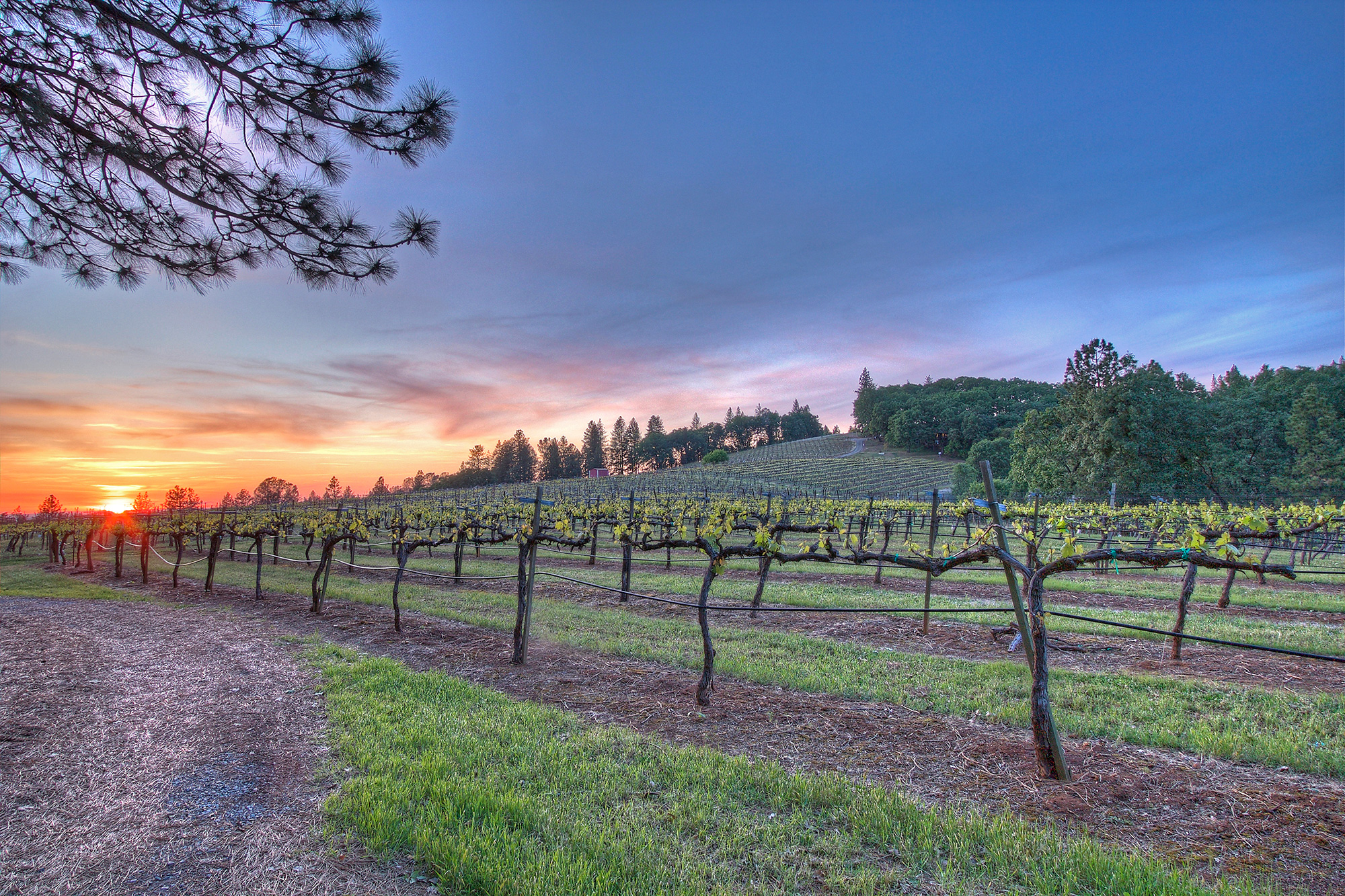 Sierra Foothills Winery For Sale