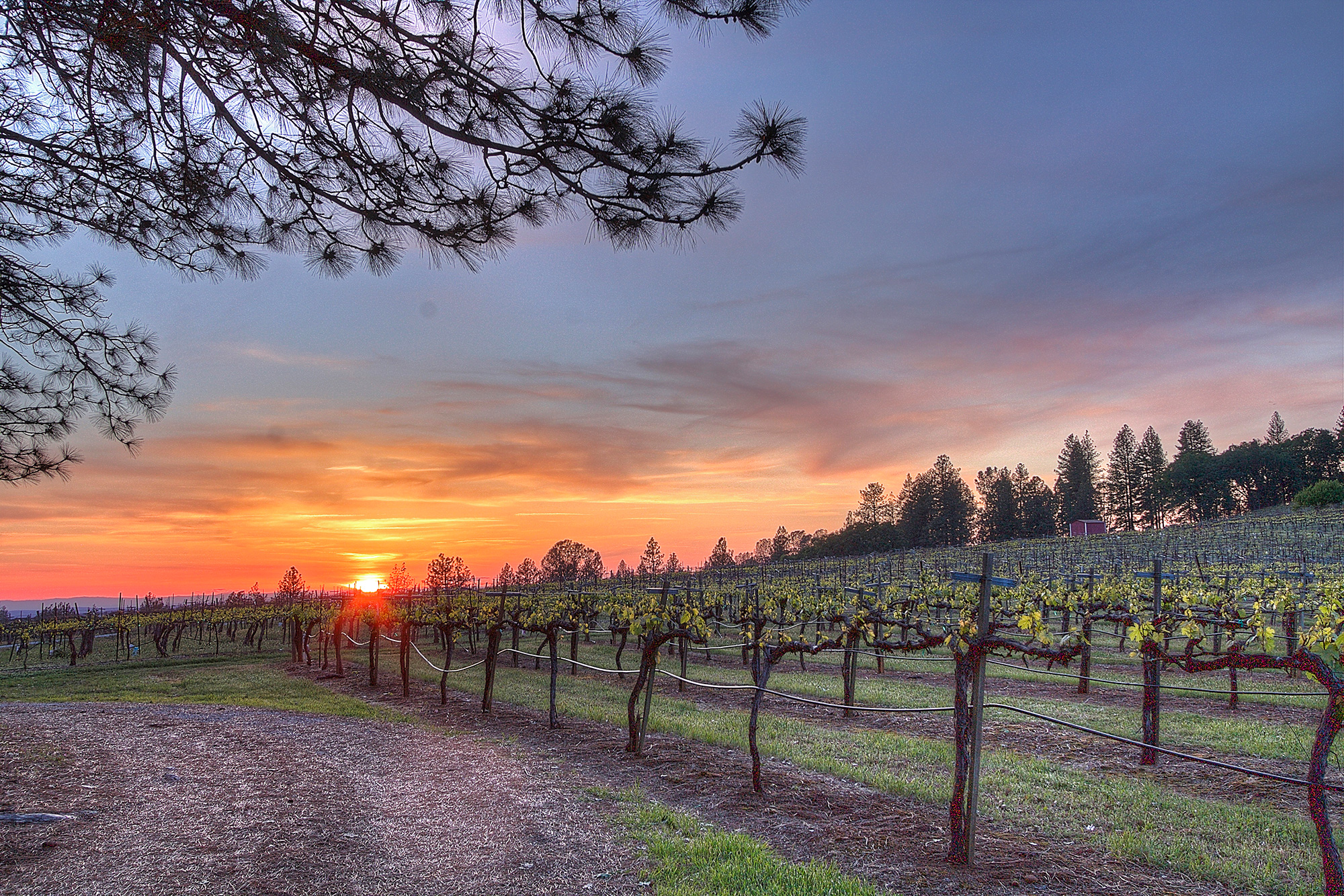 Sierra Foothills Winery For Sale