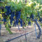 merlot-wine-grapes-santa-rosa-california