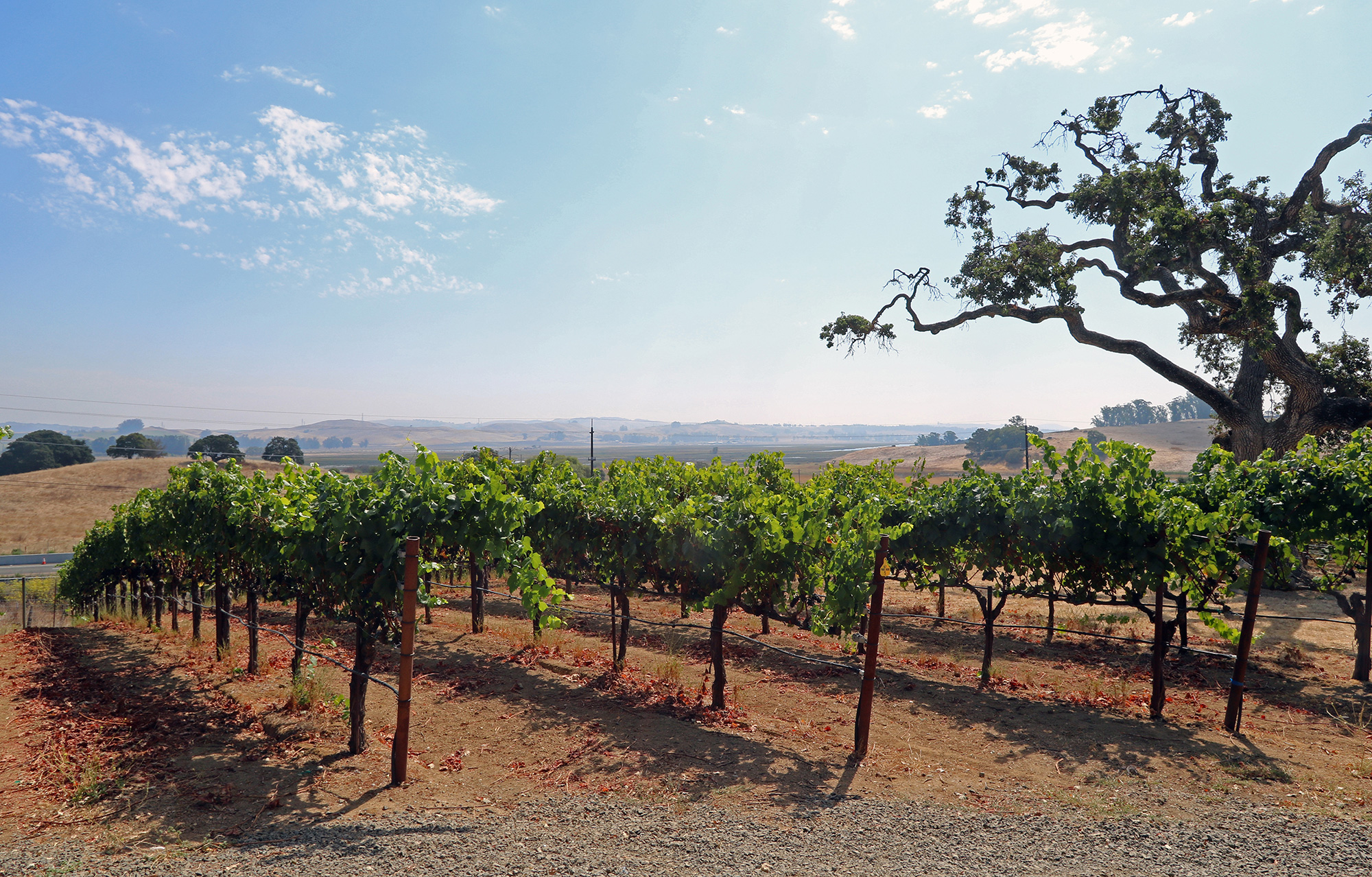 Sonoma Coast AVA Winery, Tasting Room and Vineyard