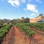 Sonoma County winery and vineyard for sale