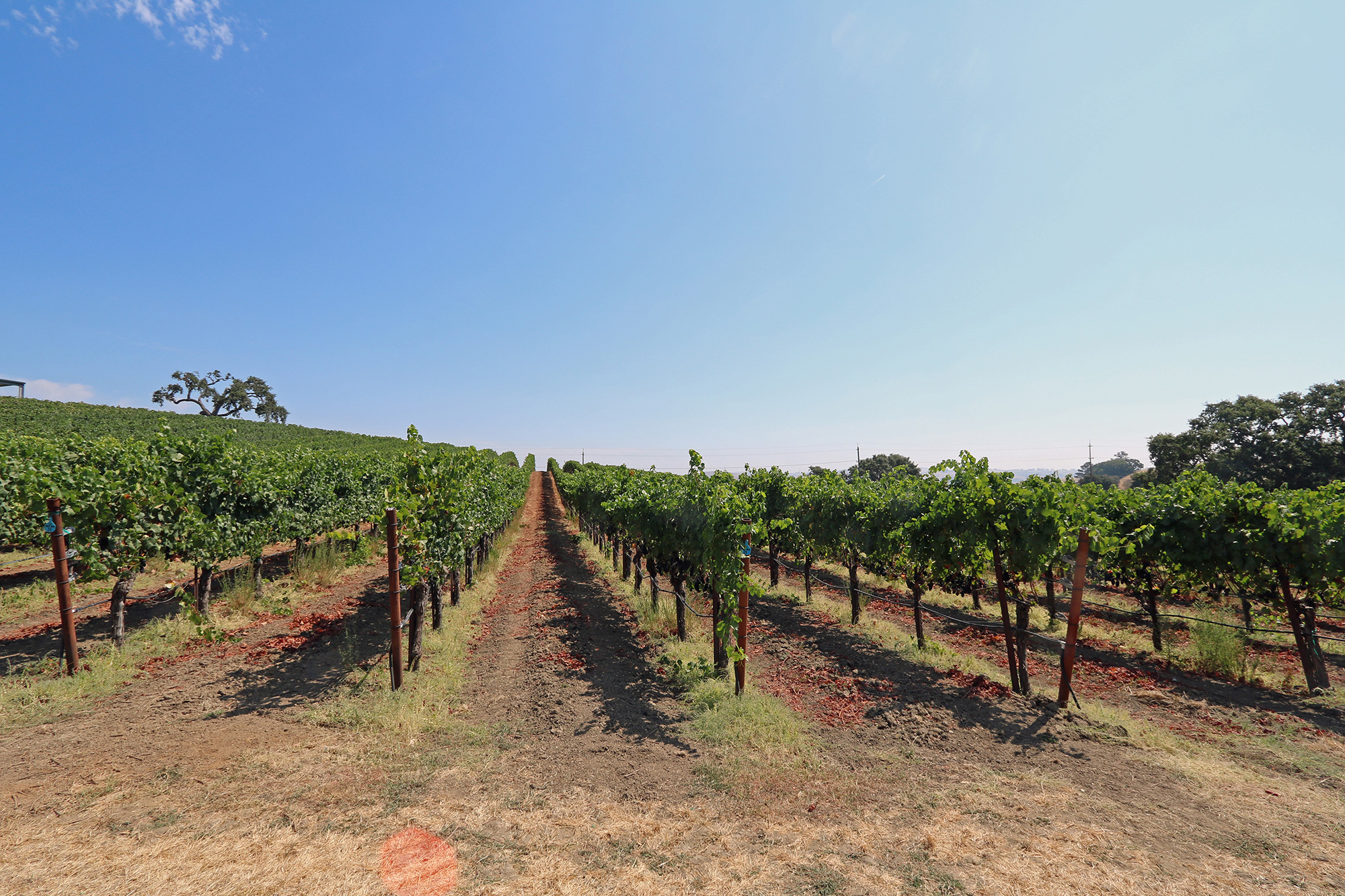 Sonoma Coast AVA Winery, Tasting Room and Vineyard