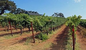 Sonoma Coast Petaluma Gap Winery and Vineyard