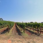 pinot-noir-vineyard-petaluma-california