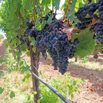 red-wine-grapes-petaluima-gap-ava