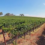 vineyard-winery-petaluma-gap-ava