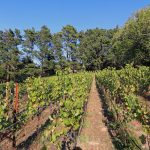 winemakers-pinot-noir-vineyard-sebastopol-caflifornia