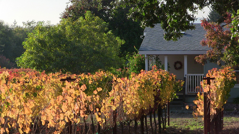 fall_wine_country
