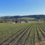 pinot-noir-vineyard-and-barn-sonoma