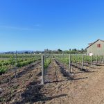pinot-noir-vineyard-barn-sonoma