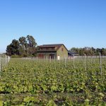 vineyard-green-barn-sonoma
