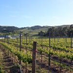 vineyard-row-carneros-ava-sonoma-county