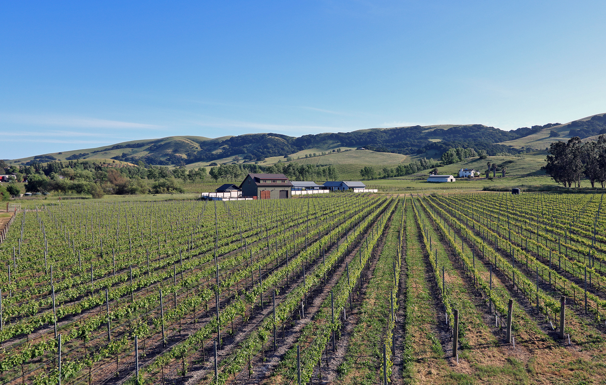 Sonoma Pinot Noir Vineyard And Estate Building Site