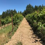 pinot-noir-vineyard-row-west-sonoma-coast