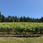 pinot-noir-vineyard-true-sonoma-coast