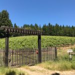 pinot-noir-vineyard-west-sonoma-coast