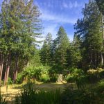 redwood-trees-meadow-sonoma-coast