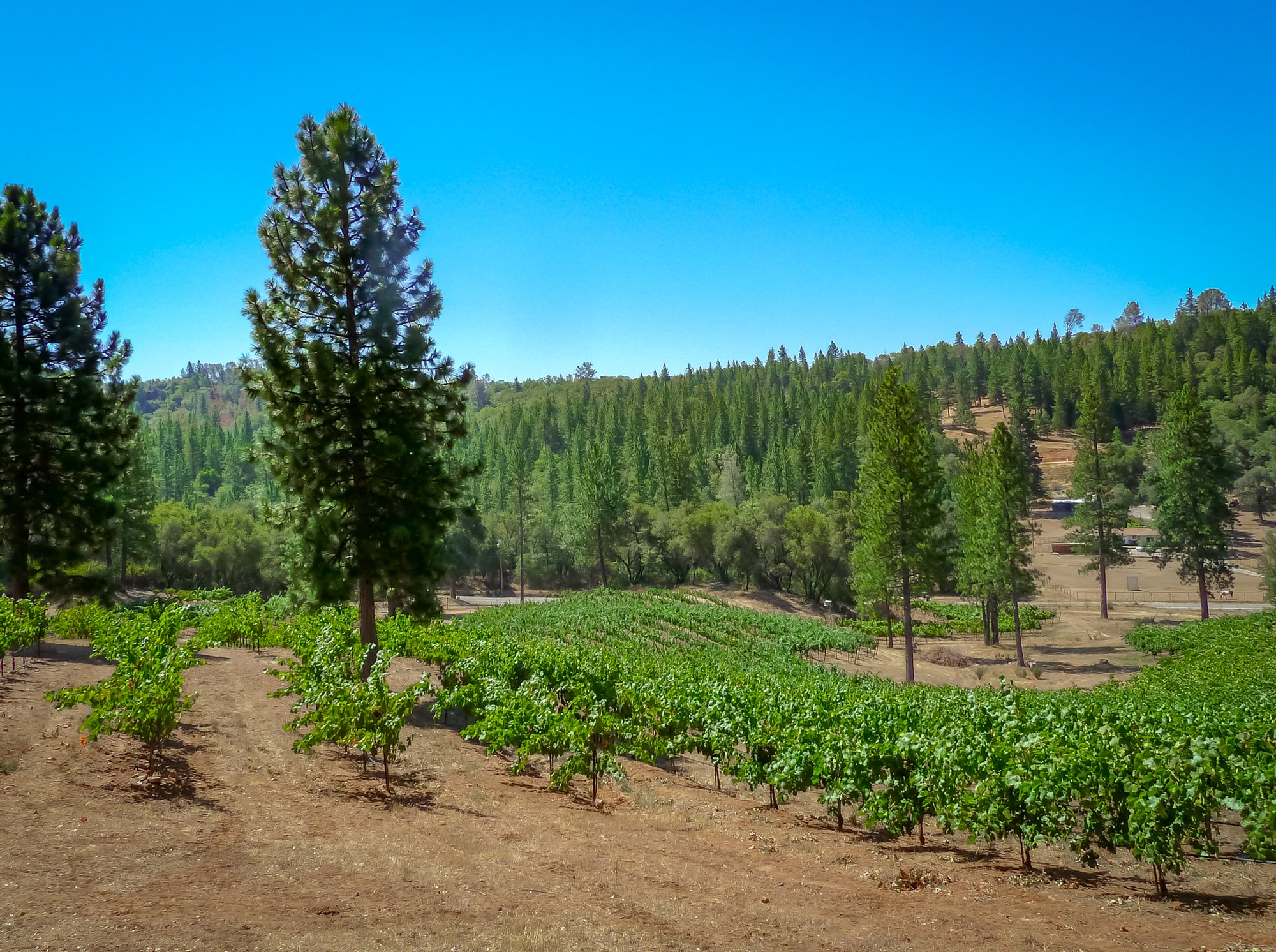 Sierra Foothills vineyards and wineries