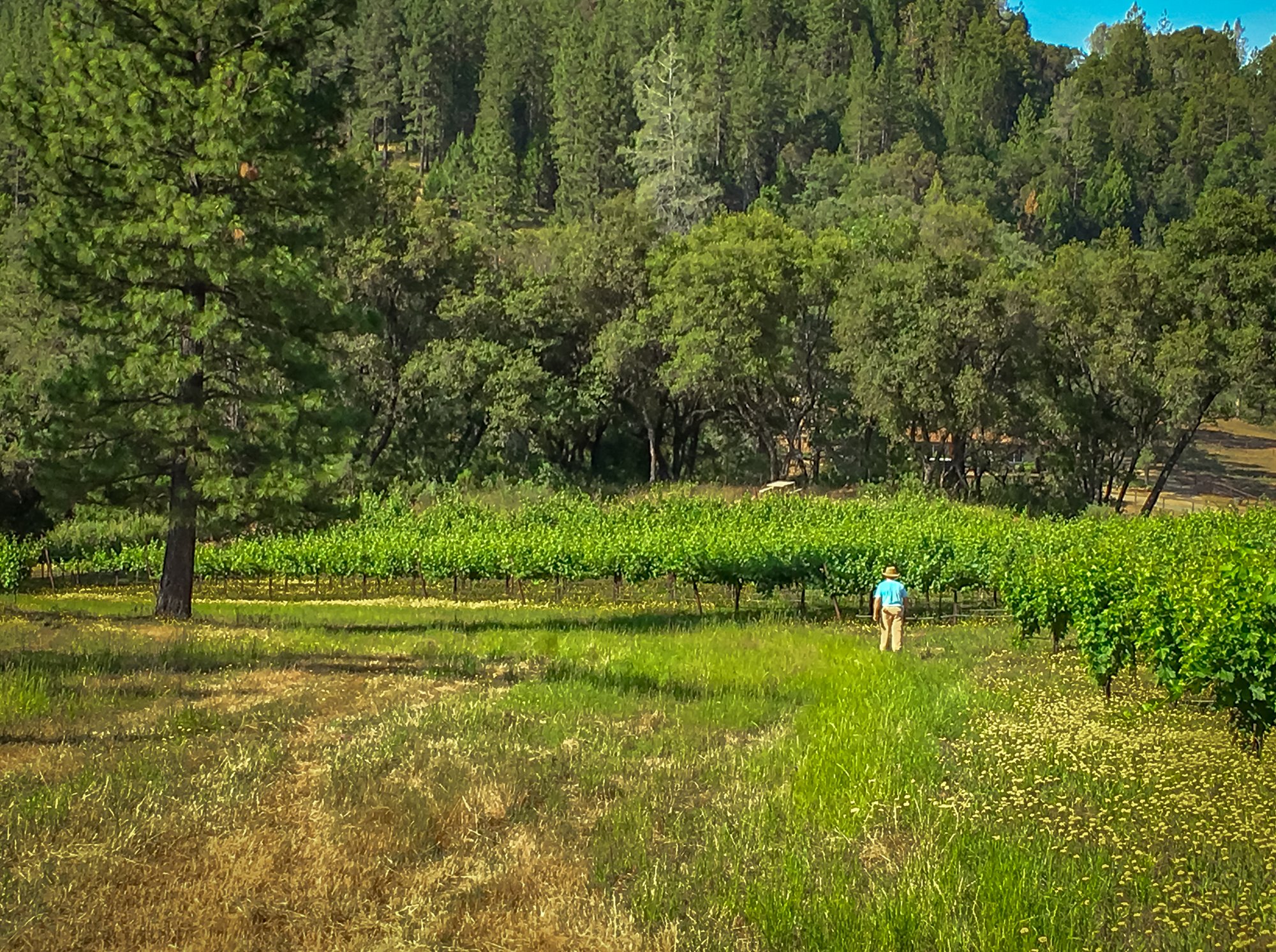 Pristine Amador County Vineyard, Winery Potential and Snowcapped Sierra Views