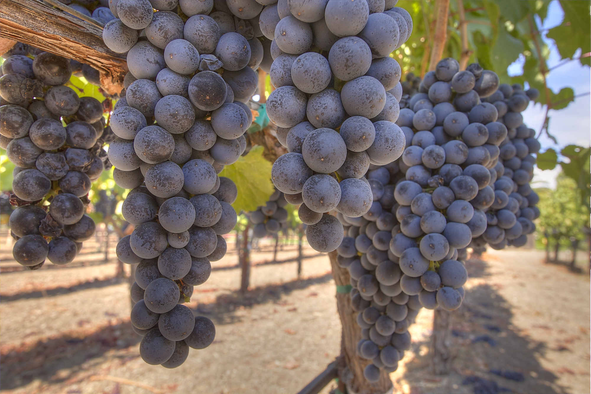 Napa Valley Vineyard Estate & Artisan High-End Profitable Wine Brand