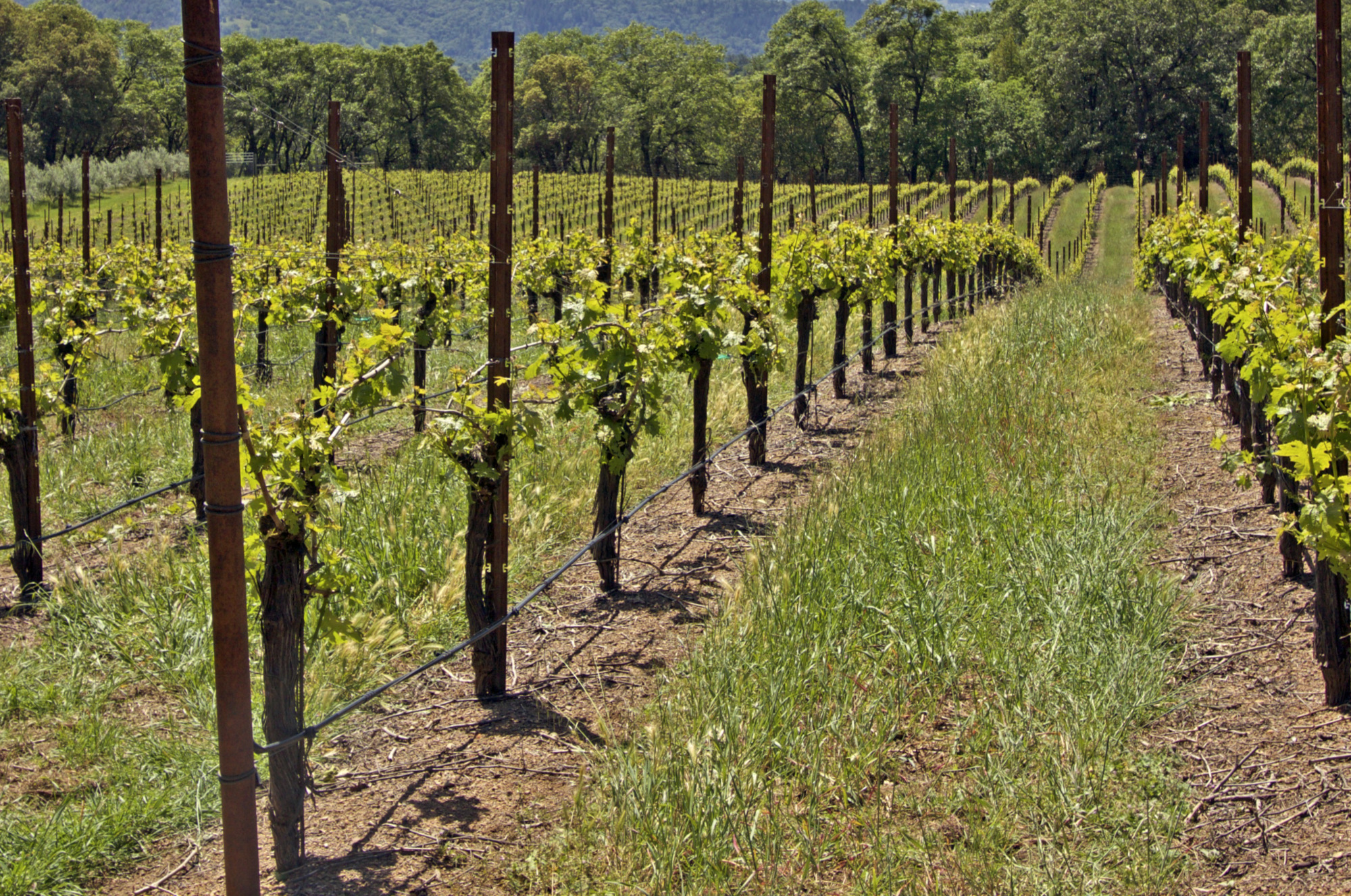 Napa Valley Vineyard Estate & Boutique High-End Profitable Wine Brand