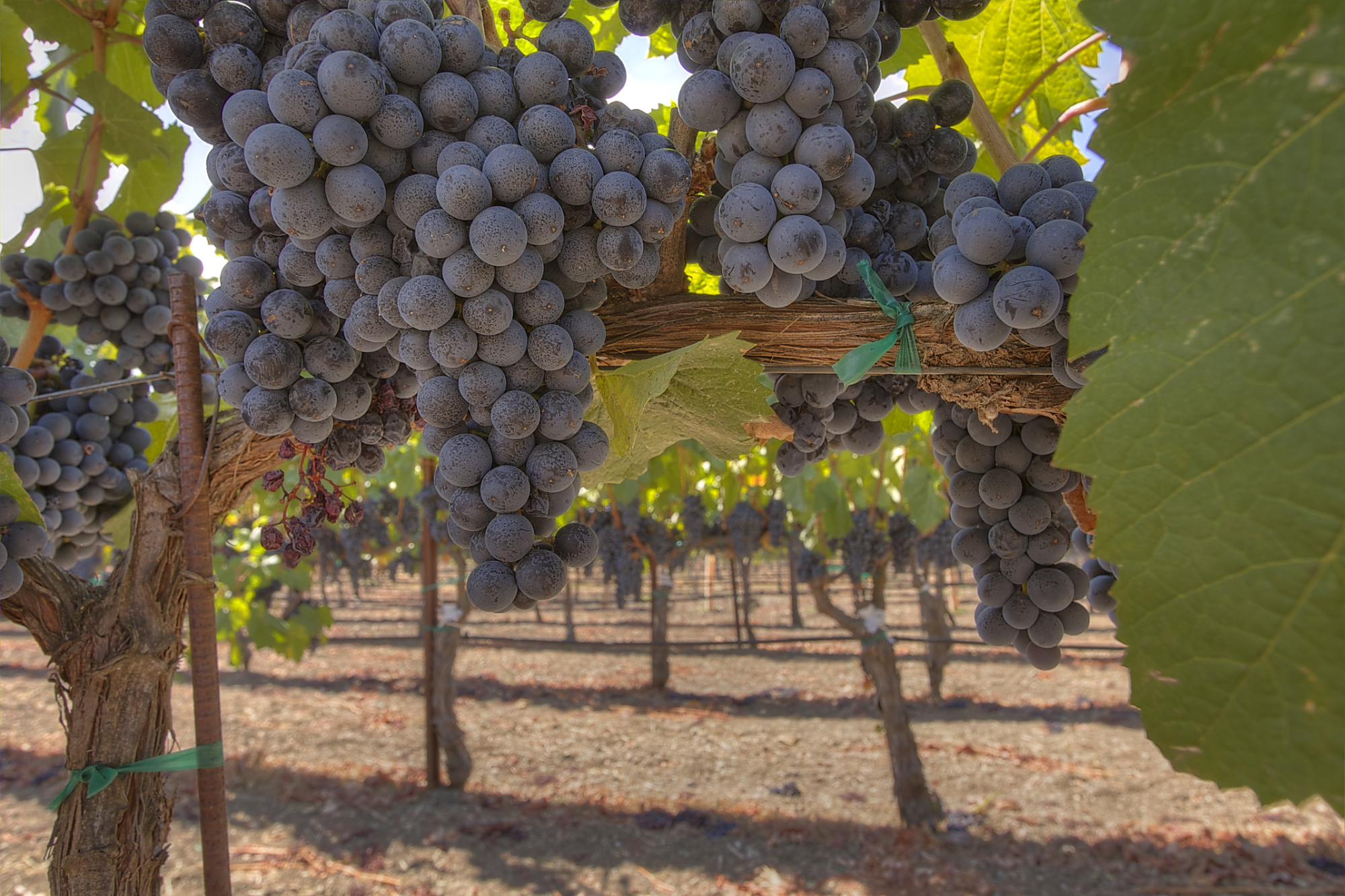 Napa Valley Vineyard Estate & Boutique High-End Profitable Wine Brand