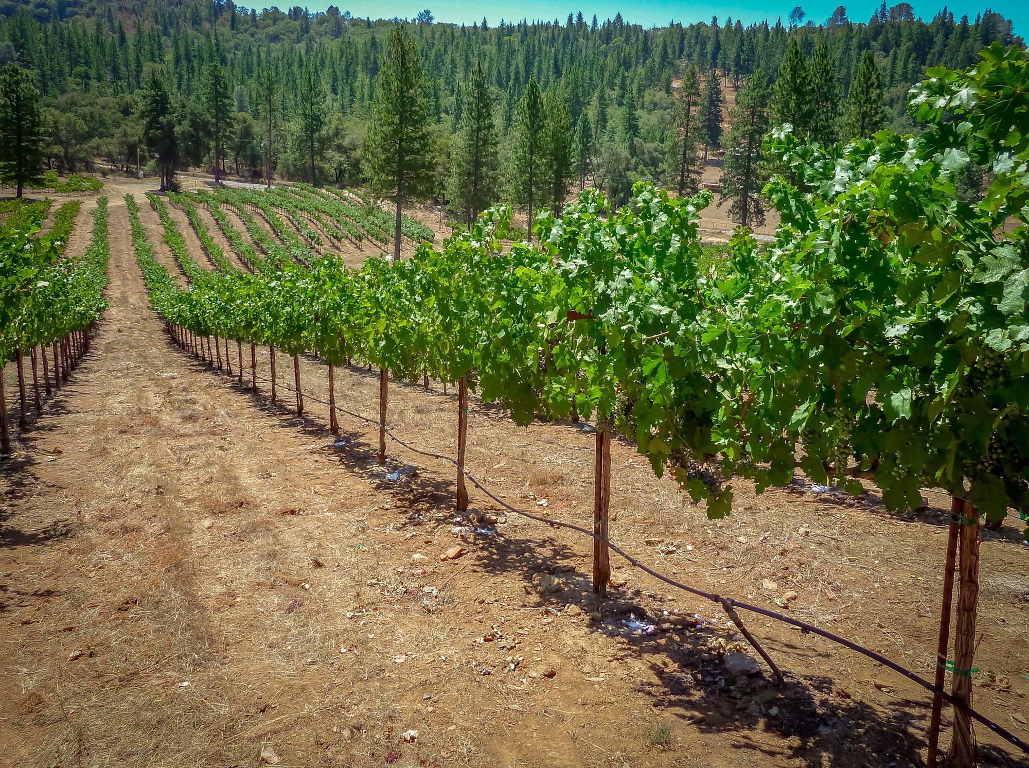 Sierra Foothills vineyards and wineries