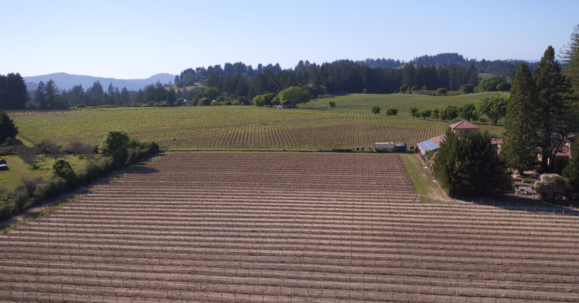 Green Valley AVA and Russian River Valley AVA Vineyard