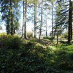 forsest-occidental-california