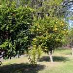fruit-trees-occidental-california