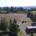 pinot-noir-vineyard-occidental-california